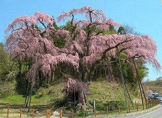 中田のしだれ桜の写真