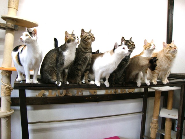 Npo法人 保護猫カフェ Love Lab ペット 郡山市西部 ふくラボ