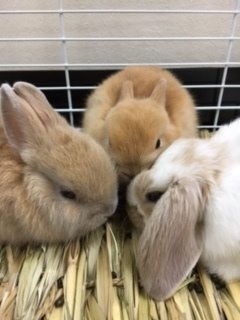 うさぎカフェ Chocolate Otter カフェ 喫茶店 郡山市西部 ふくラボ