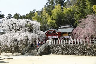 小川諏訪神社ライトアップ 花見 イルミネーション ライトアップ いわき市 イベント情報 ふくラボ