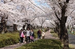 開成山 桜まつり 花見 イルミネーション ライトアップ 郡山市 イベント情報 ふくラボ