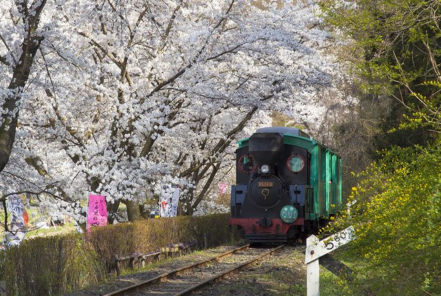 伊達のふる里桜まつり 花見 イルミネーション ライトアップ 伊達市 イベント情報 ふくラボ