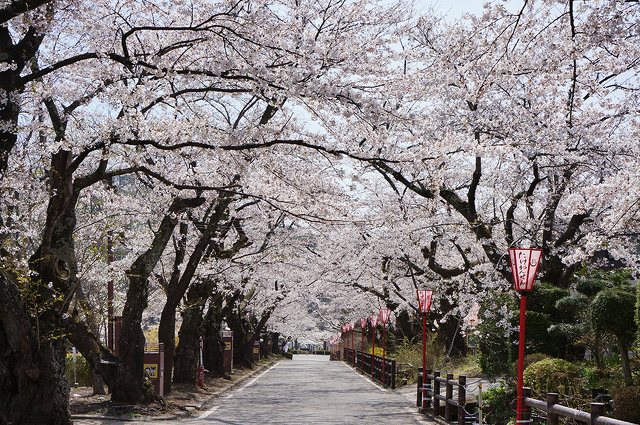 岳温泉桜祭り 花見 イルミネーション ライトアップ 二本松市 イベント情報 ふくラボ