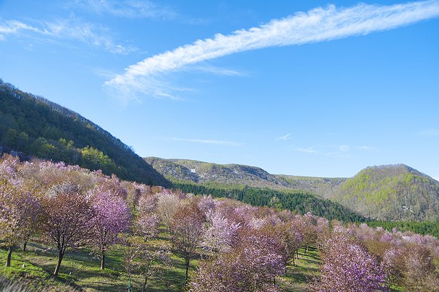 桜峠 さくらまつり 花見 イルミネーション ライトアップ 耶麻郡北塩原村 イベント情報 ふくラボ 桜峠 さくらまつり 花見 イルミネーション ライトアップ 耶麻郡北塩原村 イベント情報 ふくラボ