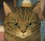 とらねこ