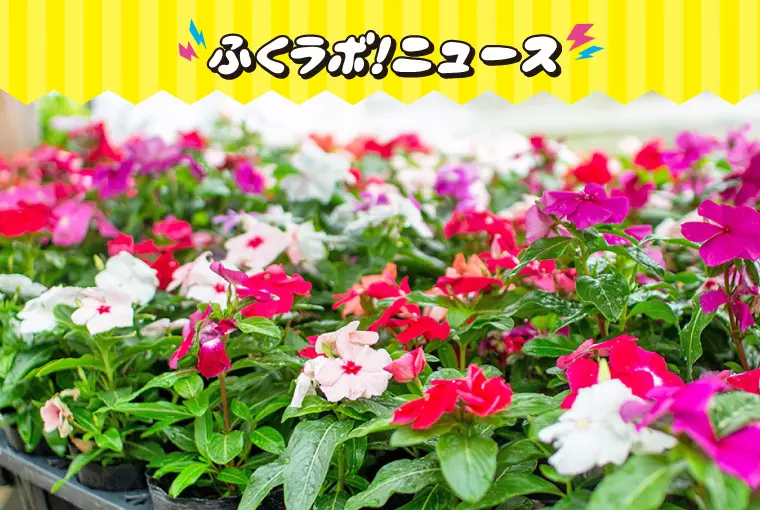 ２：おうちで「園芸・ガーデニング」のススメ