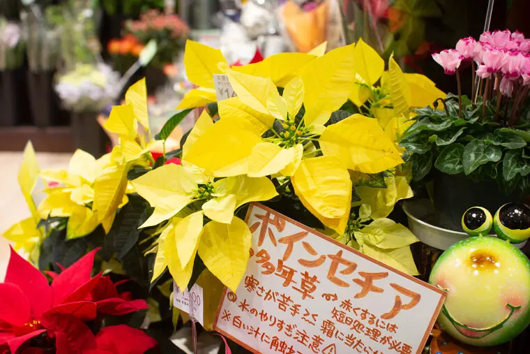 ポインセチア
2,200円（税込）～